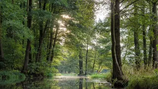 Camping Spreewald: Sonnenlicht strahlt durch Baeume an der Spree