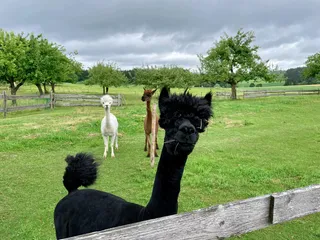 Three alpacas stand on a meadow.