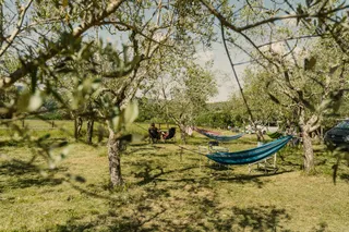 Naturcampingplatz Camp Apicorno in der Toskana: Campervans und Hängematte unter Olivenbäumen