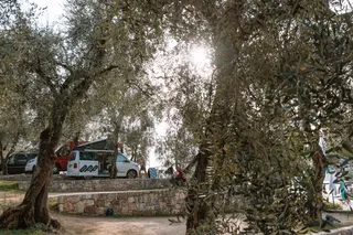 A campsite at the campsite in the Cinque Terre with large olive trees and an off camper on a pitch in the background.